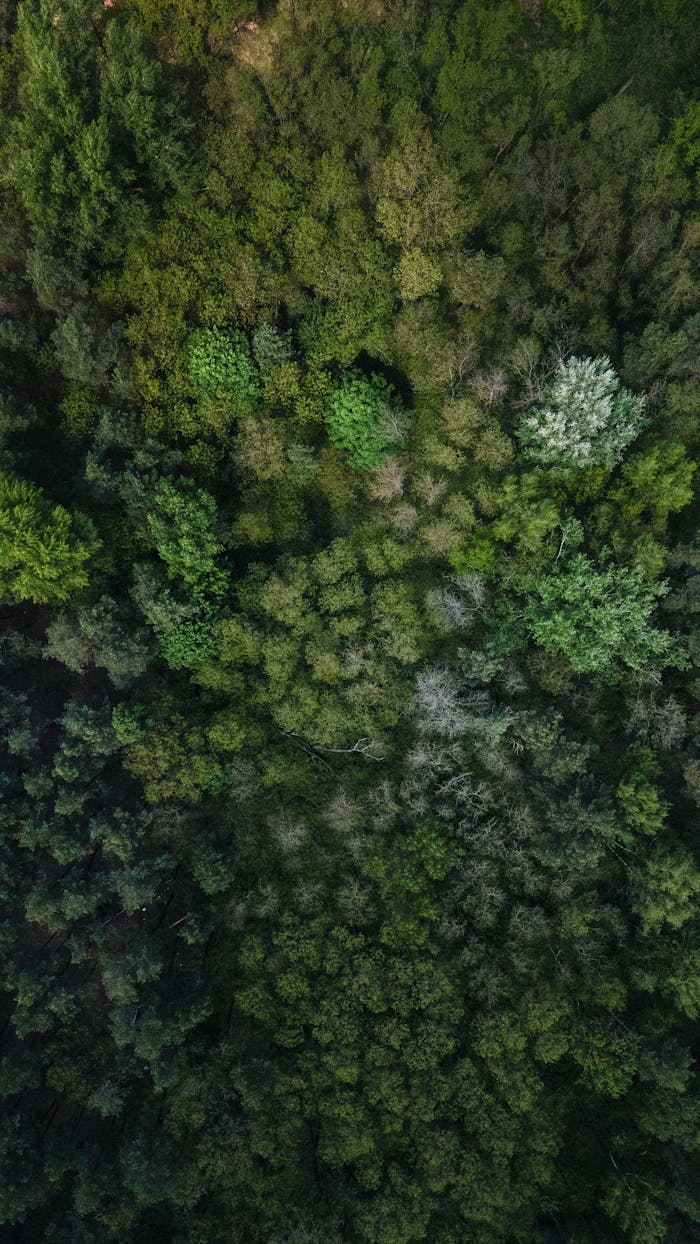 A breathtaking aerial view of a dense, lush green forest showcasing natures beauty.